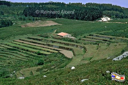 Aufgegebene Terrassenbewirtschaftung in den Monchique-Bergen., Portugal, Algarve, Monchique, Albers, Foto, foreal,