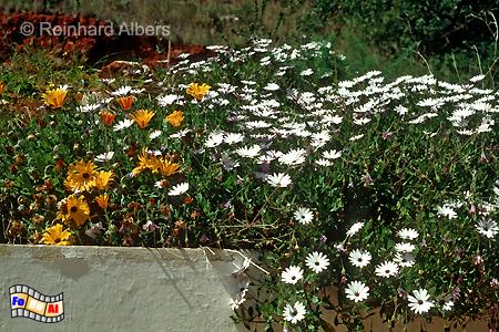 Algarve - Wildblumen, Portugal, Algarve, Blumen, Vegetation, Foto, foreal,