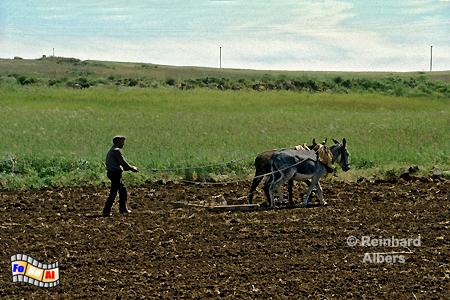 Algarve - Feldarbeit, Portugal, Algarve, Feldarbeit, Esel, Pflug, Albers, Foto, foreal,