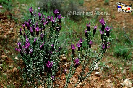 Wilder Lavendel., Portugal, Algarve, Blumen, Vegetation, Foto, foreal,