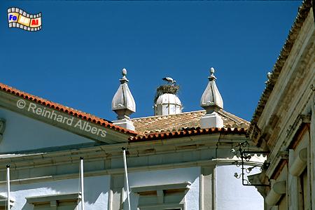 Faro - Storchennest mitten in der Altstadt., Portugal, Algarve, Faro, Altstadt, Albers, Foto, foreal,