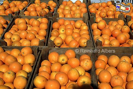 Orangenkisten, Portugal, Algarve, Orangenbaum, Albers, Foto, foreal,