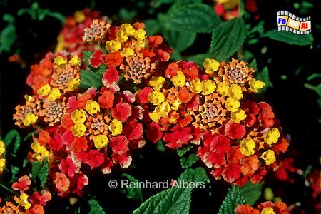 Wandelrschen, Portugal, Algarve, Blumen, Vegetation, Seidenblumen, Foto, foreal,