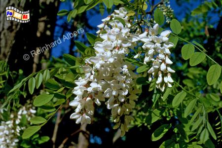 Alentejo - Akazienbl�te, Portugal, Alentejo, Akazienbl�te, Albers, Foto, foreal,