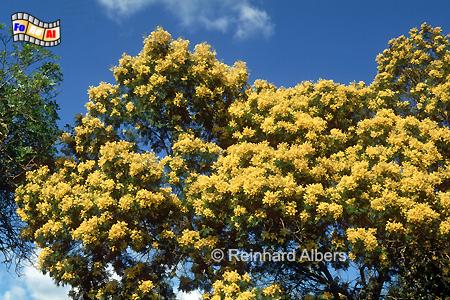 Uralte Mimosenstrucher, die schon zu Bumen geworden sind., Portugal, Alentejo, Mimose, Albers, Foto, foreal,