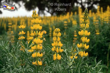 Alentejo - Lupinenfeld, Portugal, Alentejo, Landschaft, Lupinen, Albers, Foto, foreal,