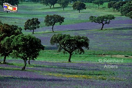 Alentejo - Typische Landschaft mit leichten Hgeln und locker vertreutem Baumbestand., Portugal, Alentejo, Landschaft, Albers, Foto, foreal,