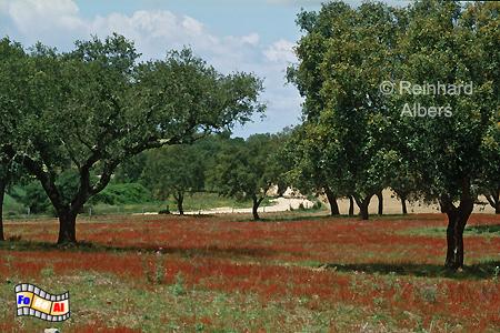 Korkeichenhain mit Sauerampfer, Portugal, Alentejo, Kork, Sauerampfer, Landschaft, Albers, Foto, foreal,