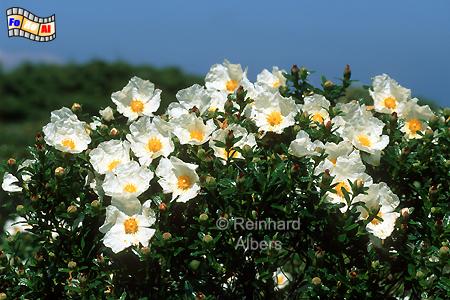 Blhende Zistusrosen., Portugal, Algarve, Zistrosen, Cistusrosen, Albers, Foto, foreal,