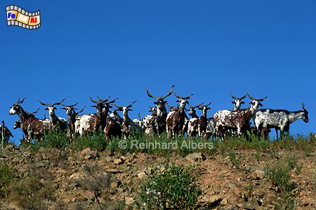 Ziegenherde im Alentejo, Portugal, Alentejo, Ziegen, Albers, Foto, foreal,