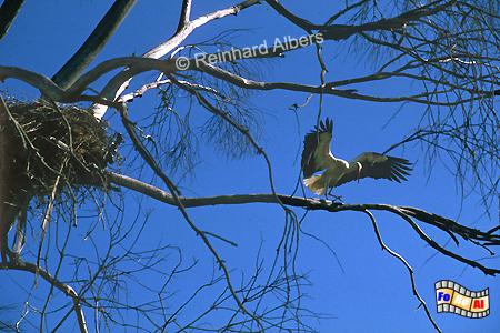 Alentejo - Storchenest in einem abgestorbenen Baum., Portugal, Alentejo, Storchennest, Albers, Foto, foreal,