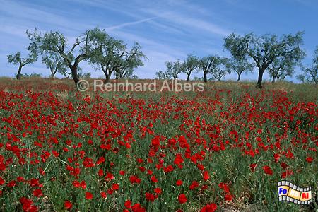 Klatschmohnwiese mit Olivenbumen im Alentejo., Portugal, Alentejo, Klatschmohn, Landschaft, Albers, Foto, foreal,