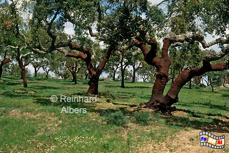 Korkeichenhain im Alentejo, Portugal, Alentejo, Kork, Landschaft, Albers, Foto, foreal,