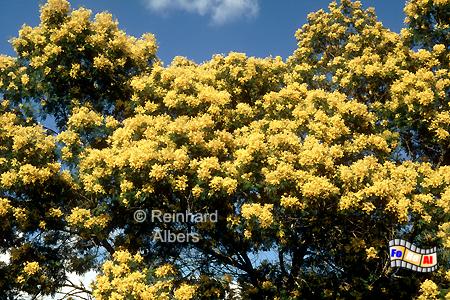 Alentejo - Mimosenbl�te, Portugal, Alentejo, Mimose, Albers, Foto, foreal,