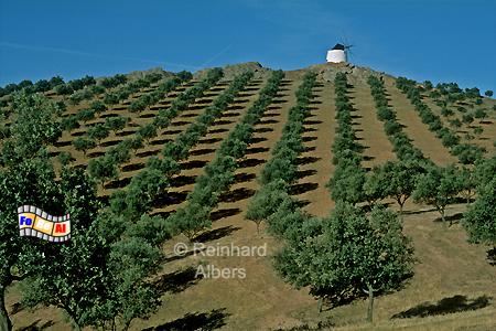 Alentejo - Olivenhain am Fue einer alten Windmhle., Portugal, Alentejo, Olivenhain, Windmhle, Albers, Foto, foreal,