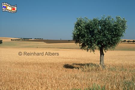 Landschaft im Alentejo, Portugal, Alentejo, Landschaft, Albers, Foto, foreal,
