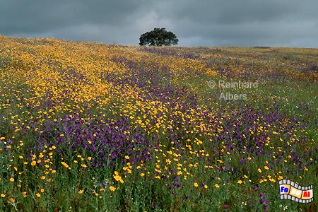 Landschaft im Alentejo, Portugal, Alentejo, Landschaft, Albers, Foto, foreal,