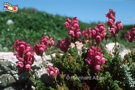 Algarve - Bltenteppich auf den Felsen am Cabo So  Vicente. , Portugal, Algarve, Blumen, Vegetation, Cabo, Vicente, Foto, foreal,