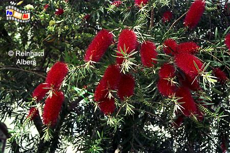 Callistemon Citrinus (Zylinderputzer), Portugal, Algarve, Vegetation, Callistemon, Zylinderputzer, Albers, Foto, foreal,