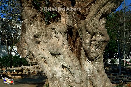 Stamm eines uralten Olivenbaumes., Portugal, Algarve, Pedras, Ferienanlage, Olivenbaum, Albers, Foto, foreal,