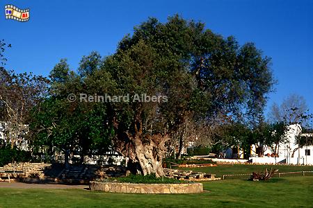 Als Naturdenkmal geschtzter alter Olivenbaum in der Ferienanlage Pedras d'el rei., Portugal, Algarve, Pedras, Ferienanlage, Olivenbaum, Albers, Foto, foreal,