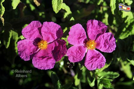 Zistusrosen, Portugal, Algarve, Zistrosen, Cistusrosen, Albers, Foto, foreal,