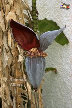 Blhende Bananenstaude, Portugal, Algarve Bananenstaude, Blte, Albers, Foto, foreal,