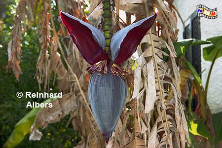 Bl�hende Bananenstaude, Portugal, Algarve Bananenstaude, Bl�te, Albers, Foto, foreal,