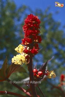 Rizinusfruchtst�nde, Portugal, Algarve, Rizinus, Fr�chte, Albers, Foto, foreal,