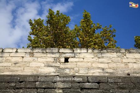 Avignon - Stadtmauer mit Platane, Frankreich, France, Avignon, Stadtmauer, Rempart, foreal, Albers, Foto, Bild