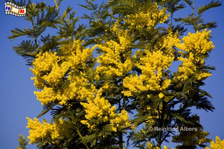 C�te d Azur - Mimosenbl�te, Frankreich, France, C�te, Azur, Mimosen, Bl�tenpracht, foreal, Albers