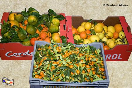 Menton, Frankreich, France, Cte, Azur, Menton, Zitronenfest, foreal, Albers, Bild, Foto