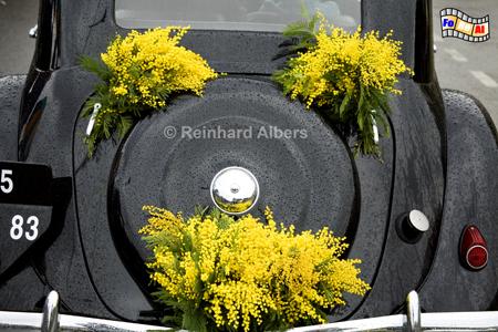 Mandelieu-la-Napoule Mimosenfest, Frankreich, France, Mandelieu, Cte, Azur, Napoule, Mimosenfest, foreal, Albers