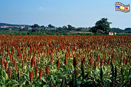 Provence - Hirsefeld, 