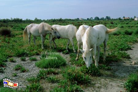 Camargue- Wildpferde, 
