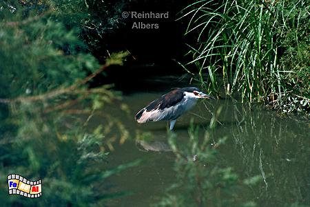 Camargue - Nachtreiher, 