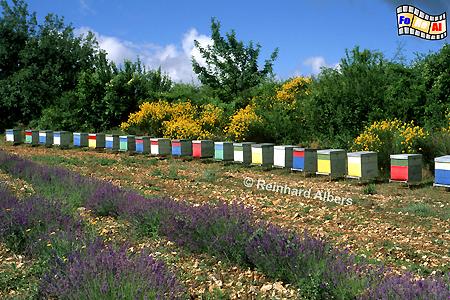 Lavendelfeld mit Bienenst�cken, Plateau de Sault, Frankreich, France, Provence, Lavendel, foreal, Albers, Bild, Foto