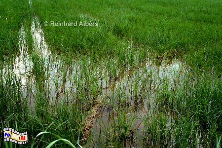 Camargue - Reisfeld, 