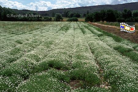 Kamillefeld, Frankreich, France, Provence, Natur, Kamille, foreal, Albers
