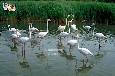 Camargue - Flamingos, 
