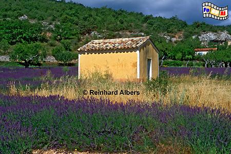 Provence - Lavendelblte, Frankreich, France, Provence, Lavendel, foreal, Albers, Bild, Foto