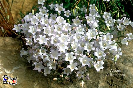 Blumen in Moustiers-Sainte-Marie, 