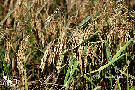 Camargue - Reispflanzen, 
