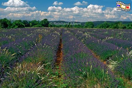 Provence - Lavendelblte, Frankreich, France, Provence, Lavendel, foreal, Albers, Bild, Foto