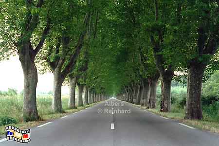 Platanenallee nach Saint Rmy-de-Provence, Frankreich, France, Provence, Allee, Platanen, foreal, Albers,