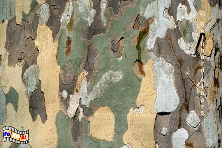Provence - Platanenstamm, Frankreich, France, Provence, Allee, Platanen, foreal, Albers,