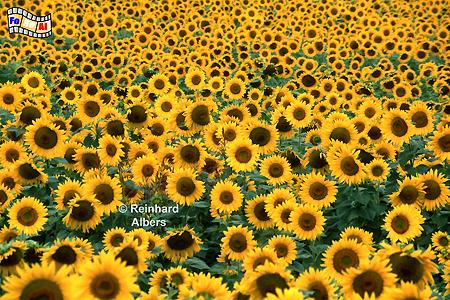 Provence Sonnenblumenfeld, Frankreich, France, Provence, Sonnenblumen, Bltenpracht, foreal, Foto, Albers, Bild