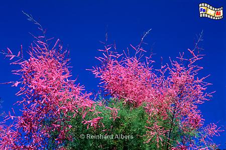 Blhende Tamariske, 