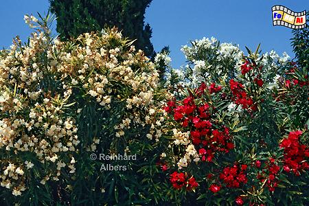 Oleanderbsche, 