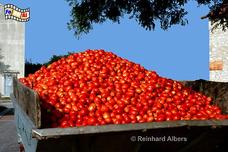 Tomatenernte, 
